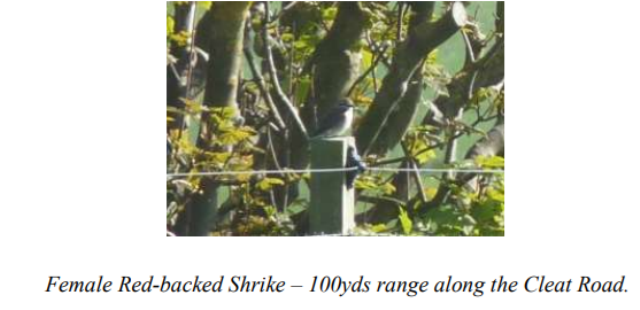 Stronsay Recent Bird Sightings