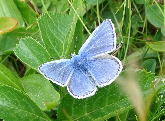 Create a Pit Stop for Pollinators