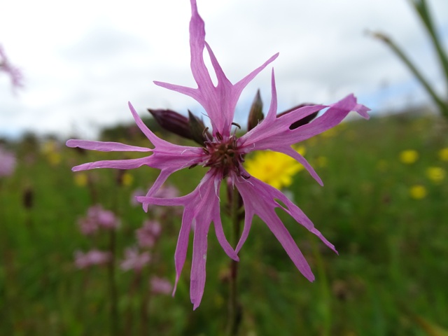 Plant Focus: Ragged Robin