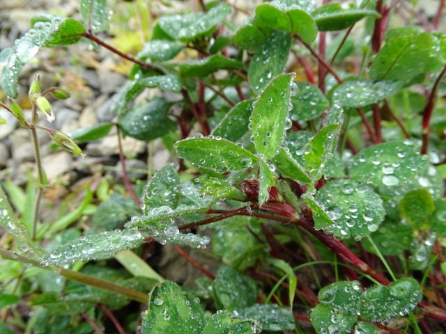 Weather Forecast: Cloudy with occasional rain today.