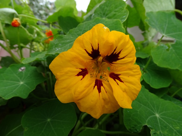 Plant Focus: Nasturtium