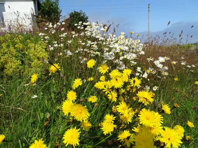Biodiversity: Why is it important ?