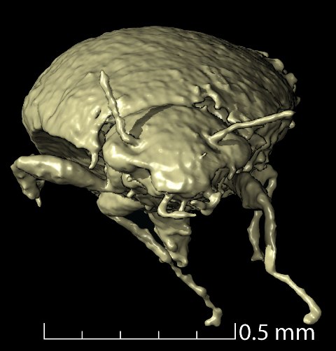 “It was like they were looking right at you.” Beetle Preserved In Dinosaur Droppings