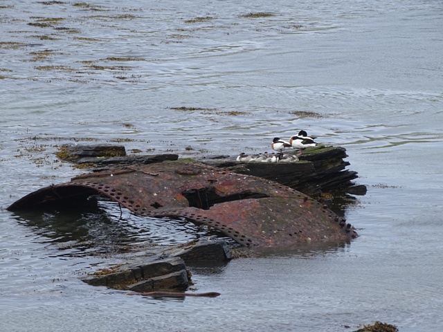 Baby Birds, Boulders, Butterfly & Beach Art!