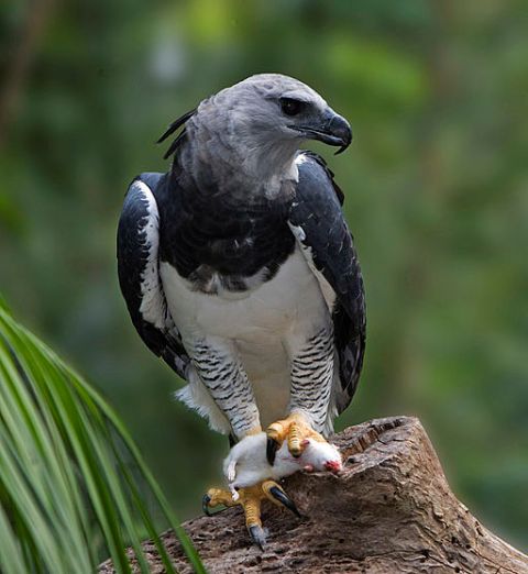 Survival of Apex Predator Harpy Eagle Threatened