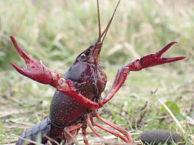 Invasive Species Costing Us Millions Every Year