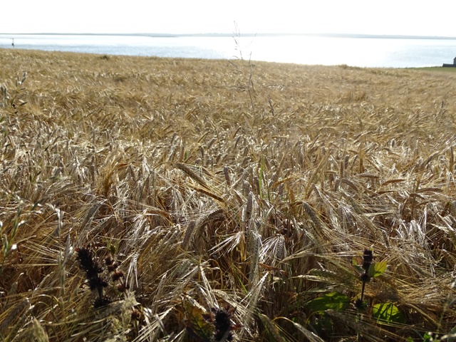 ‘We Plough The Fields & Scatter’