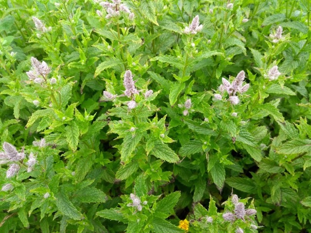 Plant Focus: Mint