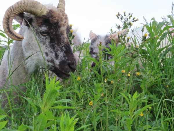 Presidium Status for Orkney Boreray