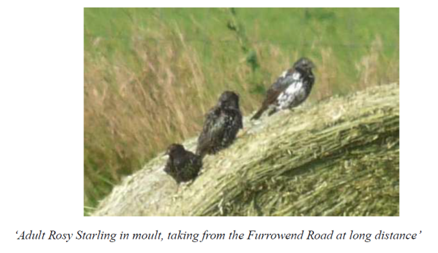 Stronsay Recent Bird Sightings