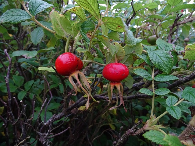 Week Thirty-five – One Day At A Time