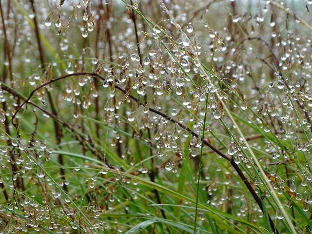 raindrops on grass