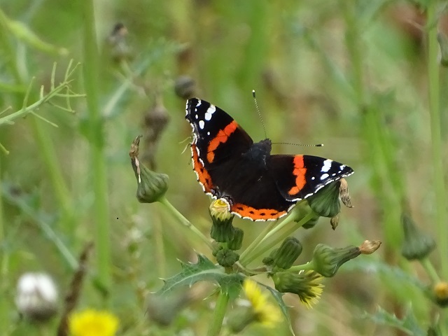 Nae Pasaran: How Scots Workers Supported the People of Chile