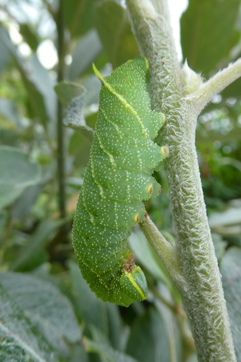Big cat diary, Orkney-style