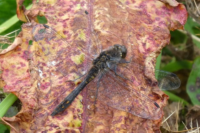 Orkney’s Dragonflies