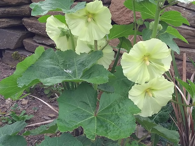 Plant Focus: Hollyhocks