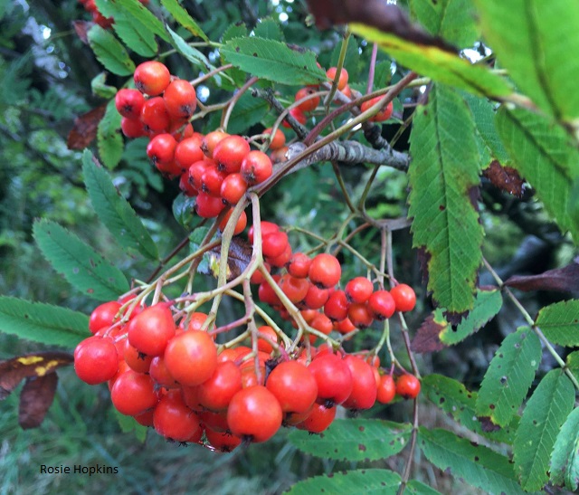  Jeanne de Brigue #OnThisDay