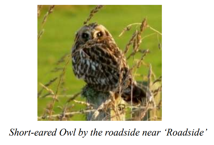 Stronsay Latest Bird Sightings