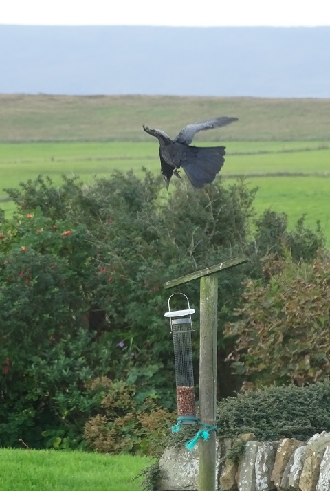 Reminder: RSPB Big Garden Bird Watch 2022