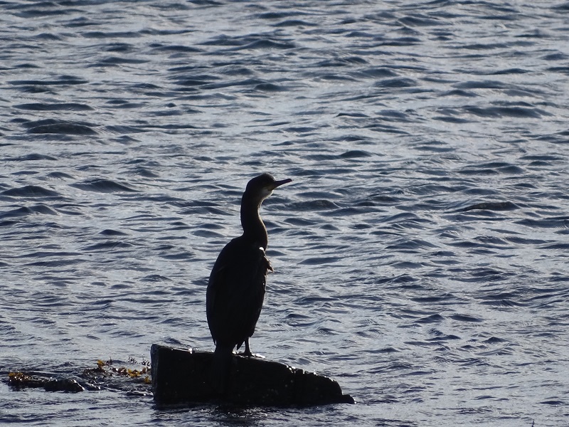 Weather Forecast: Showery rain across Orkney