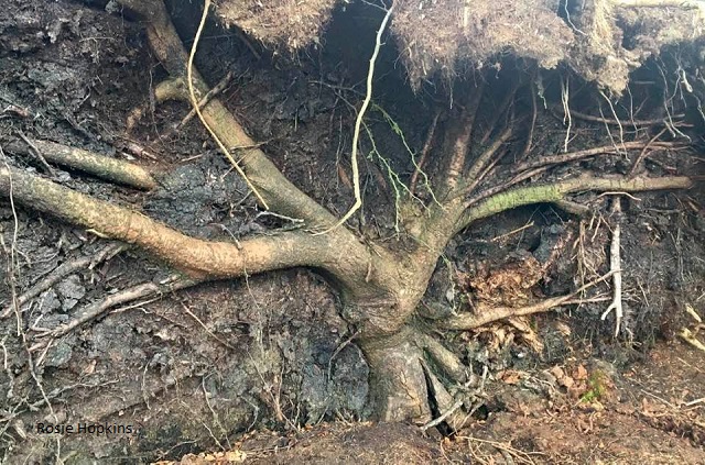 Plant Focus: Roots