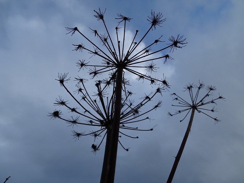 Weather Forecast: Cloudy and windy today, rain this afternoon.