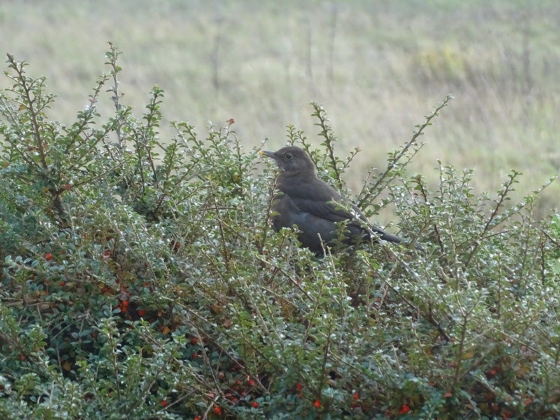 Week Forty-five – One Day At A Time