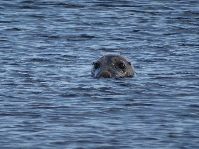 The Limitations of Environmental Impact Reports