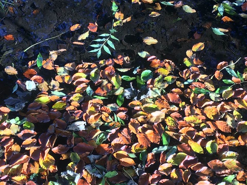 The Shepherds Calendar – November