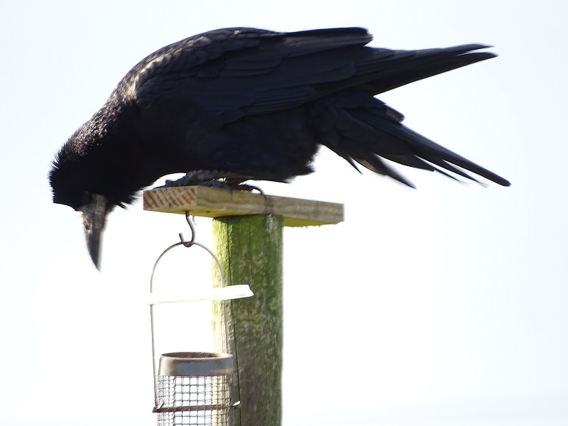 Weather Forecast: Rain across Orkney. Westerly gales easing.