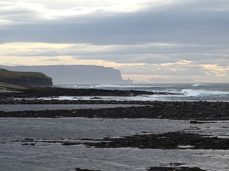 Slime Mold At Marwick Bay!