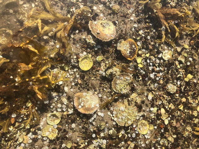 Replenishing the Seas with Native Oyster Spat