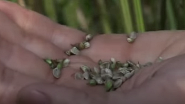 Healthy Eating by Adding Hempseed to Your Diet