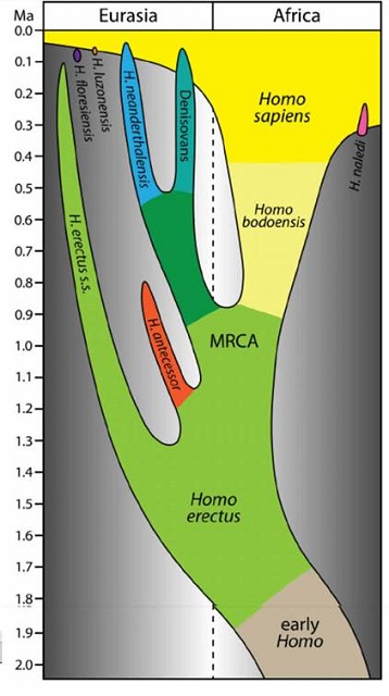 A new, ‘bureaucratised’ hominin – Homo bodoensis