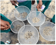 5 clear trays with nurdles in them collected from the beach