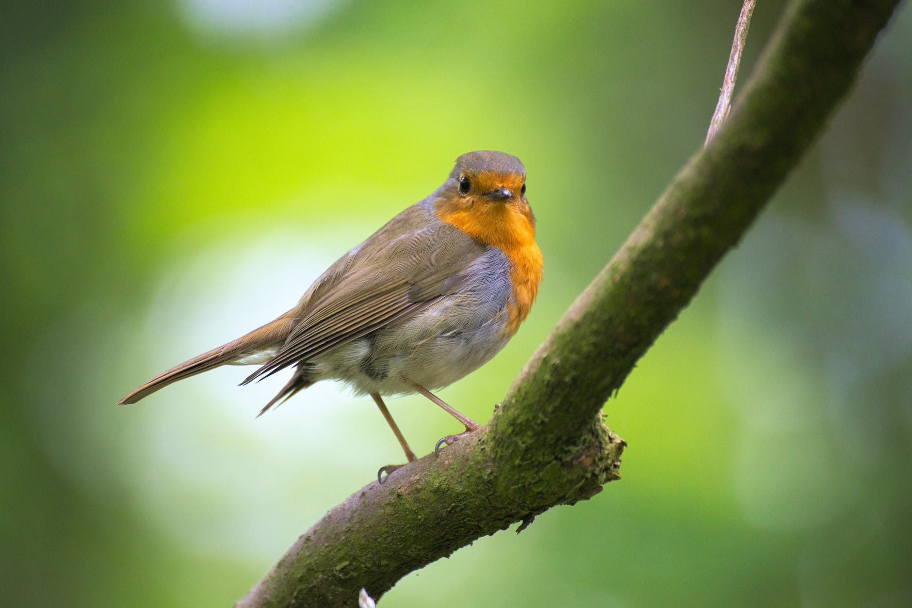 Robin Robin