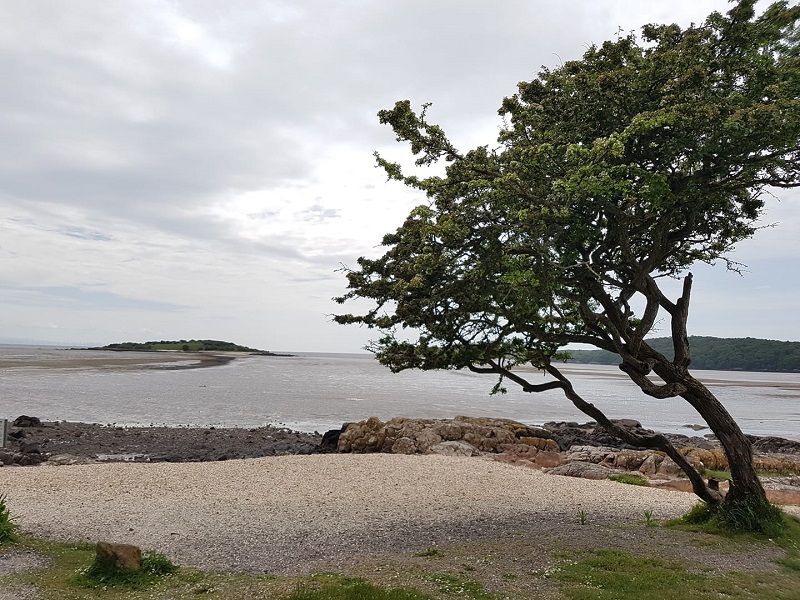 Scots Hawthorn Wins Tree of the Year