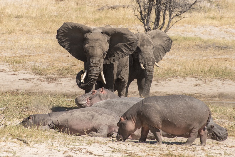 Older Elephants Calm The Herd