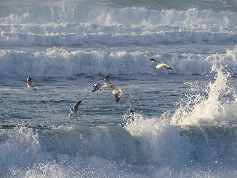 seabirds rising and falling in the air across stormy seas