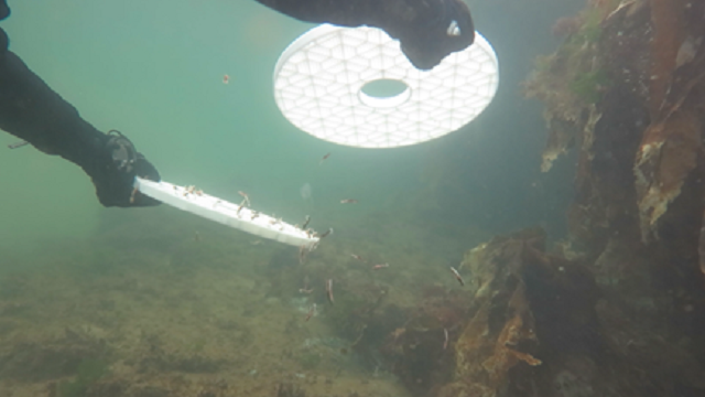 Successful Release of Juvenile Lobsters