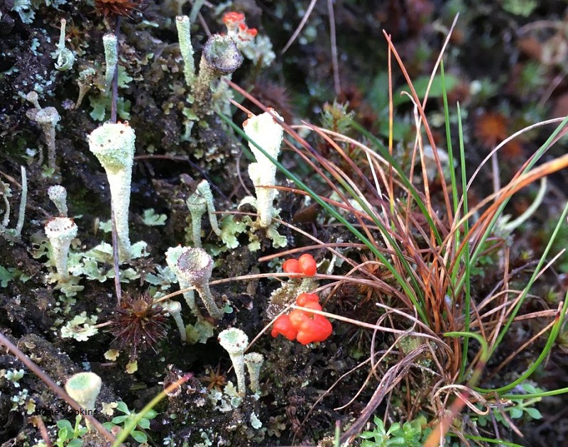 ” The finder found”