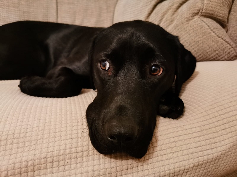 Fireworks Advice for Pet Owners