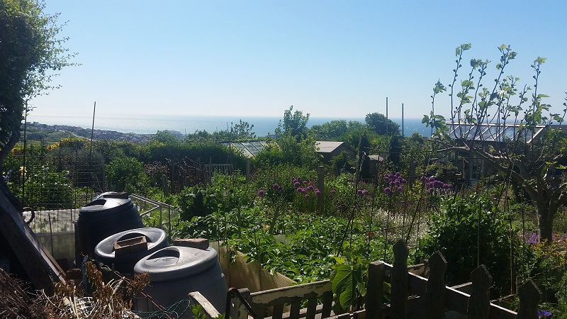 Greening Our Urban Spaces