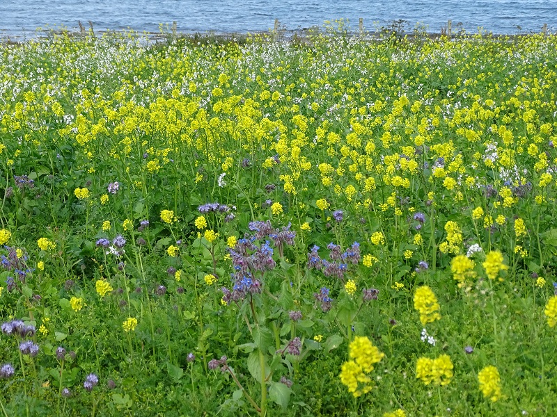 a field of wild yellow flowers
