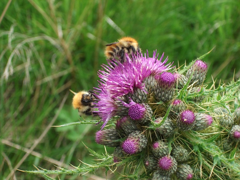 They’re At It Again