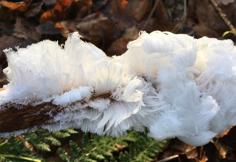 Hair Ice: Image by Rosie Hopkins