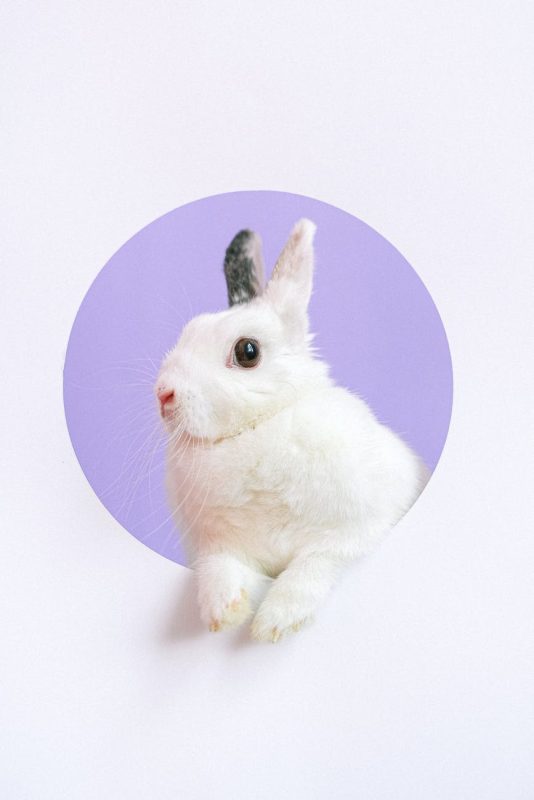 portrait of pet rabbit