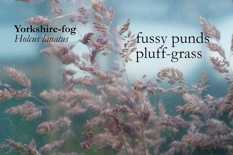 When the grass dances