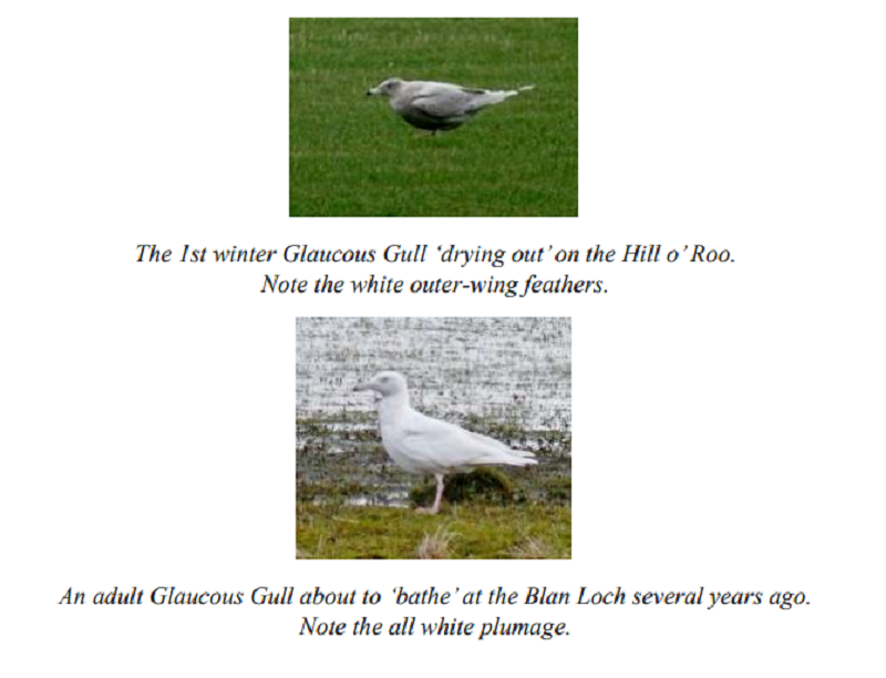 Stronsay Recent Bird Sightings