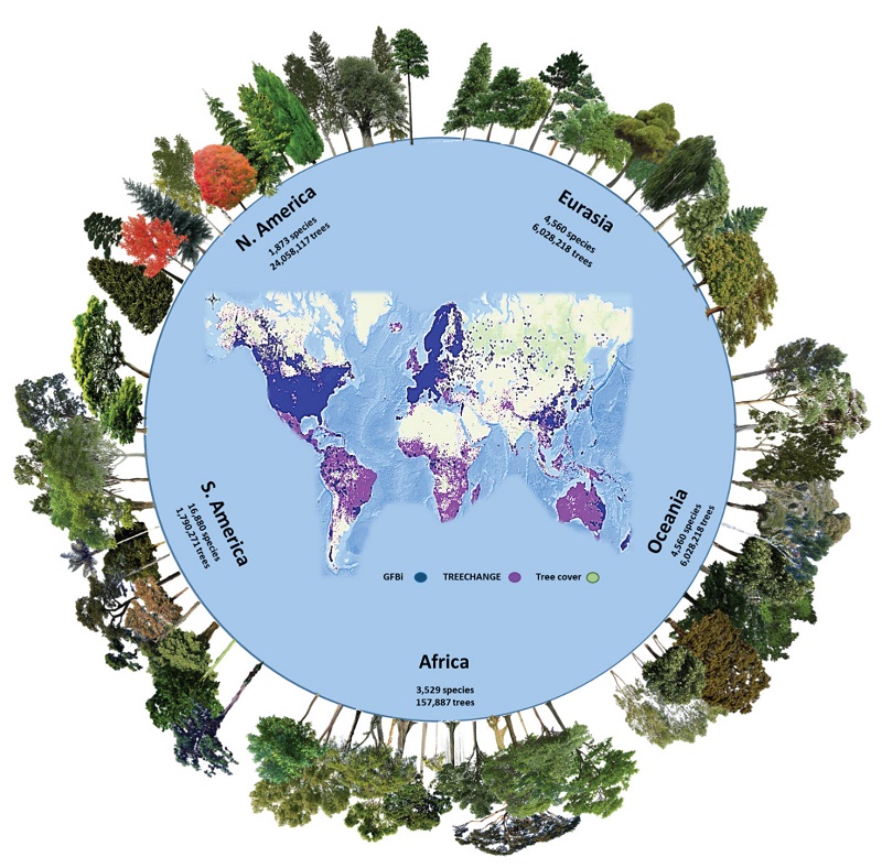 How Many Tree Species Are There?
